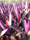 A cluster of flowers with green and red leaves. Pointed ends and elongated. So pretty.