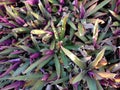 A cluster of flowers with green and red leaves. Pointed ends and elongated. So pretty.