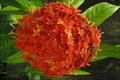 Cluster flowers Ixora