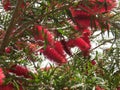 Burst Of Bright Bottlebrushes Royalty Free Stock Photo