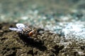 Cluster fly and blur background Royalty Free Stock Photo