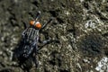 The cluster fly hanging on the wall, close up image Royalty Free Stock Photo