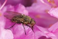 Cluster-fly on pink flower Royalty Free Stock Photo