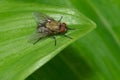 Cluster Fly - Genus Pollenia Royalty Free Stock Photo