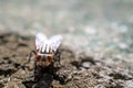 Cluster fly`s face close up picture Royalty Free Stock Photo