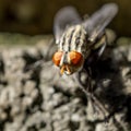 The cluster fly on the wall Royalty Free Stock Photo