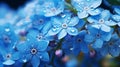 A cluster of forget-me-not flowers covered in tiny water droplets