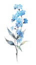 Cluster of Forget-Me-Nots on a Contemporary Sky Blue and White Watercolor Background .