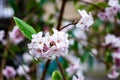 Daphne flower cluster