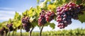 Cluster of Fresh Grapes Hanging From Vine in a Vineyard Royalty Free Stock Photo