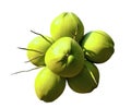 Cluster of fresh green coconuts isolated on white background Royalty Free Stock Photo