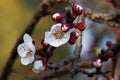 CLUSTER OF FRUIT TREE BLOSSOMS ON THE VERGE OF OPENING WITH SOME OPEN BLOSSOMS