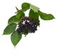 Cluster of fruits black elderberry Sambucus nigra with leaves on a white background. Common names: elder, black elder, European