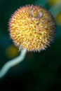 A cluster of Gaillardia aristata, Blanket flowers, going to seed Royalty Free Stock Photo