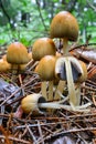 Cluster of Glistening Inkcap mushrooms, cross section in foreground