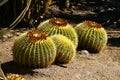 Cluster of Golden Barrel cactus plant group in desert garden. Royalty Free Stock Photo