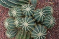 Cluster of golden barrel or mother-in-law cushion cacti