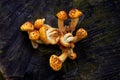 Cluster of Golden pholiota ( Pholiota aurivella ).