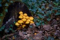 Cluster of Golden pholiota ( Pholiota aurivella ).