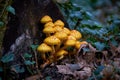 Cluster of Golden pholiota ( Pholiota aurivella ).