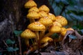 Cluster of Golden pholiota ( Pholiota aurivella ).