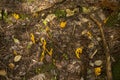 Cluster of golden spindle fungi in Sunapee, New Hampshire