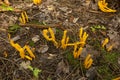 Cluster of golden spindle fungi in Sunapee, New Hampshire