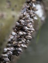 Gooseneck Barnacle Cluster on Rock