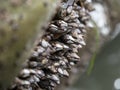 Gooseneck Barnacle Cluster on Rock