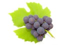 Cluster of a grapes Royalty Free Stock Photo