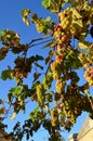 Cluster of grapes