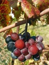 Cluster of grapes and leaf Royalty Free Stock Photo