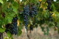 Cluster of grapes in the wine-yard Royalty Free Stock Photo