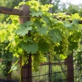 cluster of grapevines growing on a trellis three generative AI