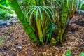 Cluster of green bamboo trunks in a tropical garden, popular tropical plant specie Royalty Free Stock Photo