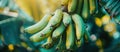 Cluster of Green Bananas Hanging From Tree Royalty Free Stock Photo