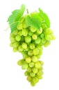 Cluster of green grape isolated on white Royalty Free Stock Photo