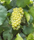 Cluster of green grape vine.