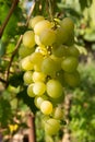 Cluster of green grape on the vine Royalty Free Stock Photo
