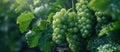 Cluster of Green Grapes Hanging From Tree Royalty Free Stock Photo