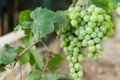 Cluster of green grapes hanging from the vine with green leaves Royalty Free Stock Photo