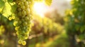 Cluster of green grapes hanging on the vine in sunlight Royalty Free Stock Photo