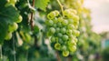 Cluster of green grapes hanging on the vine in sunlight Royalty Free Stock Photo