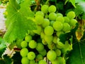 Cluster of green grapes on the vine Royalty Free Stock Photo