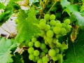 Cluster of green grapes on the vine Royalty Free Stock Photo