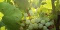 Cluster of green grapes on a vine -cluster Royalty Free Stock Photo