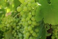 Cluster of green grapes on a vine -cluster Royalty Free Stock Photo