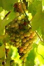 Cluster of green grapes on a vine Royalty Free Stock Photo