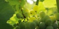 Cluster of green grapes on a vine -cluster Royalty Free Stock Photo