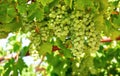 Cluster green grapes at willow gardening